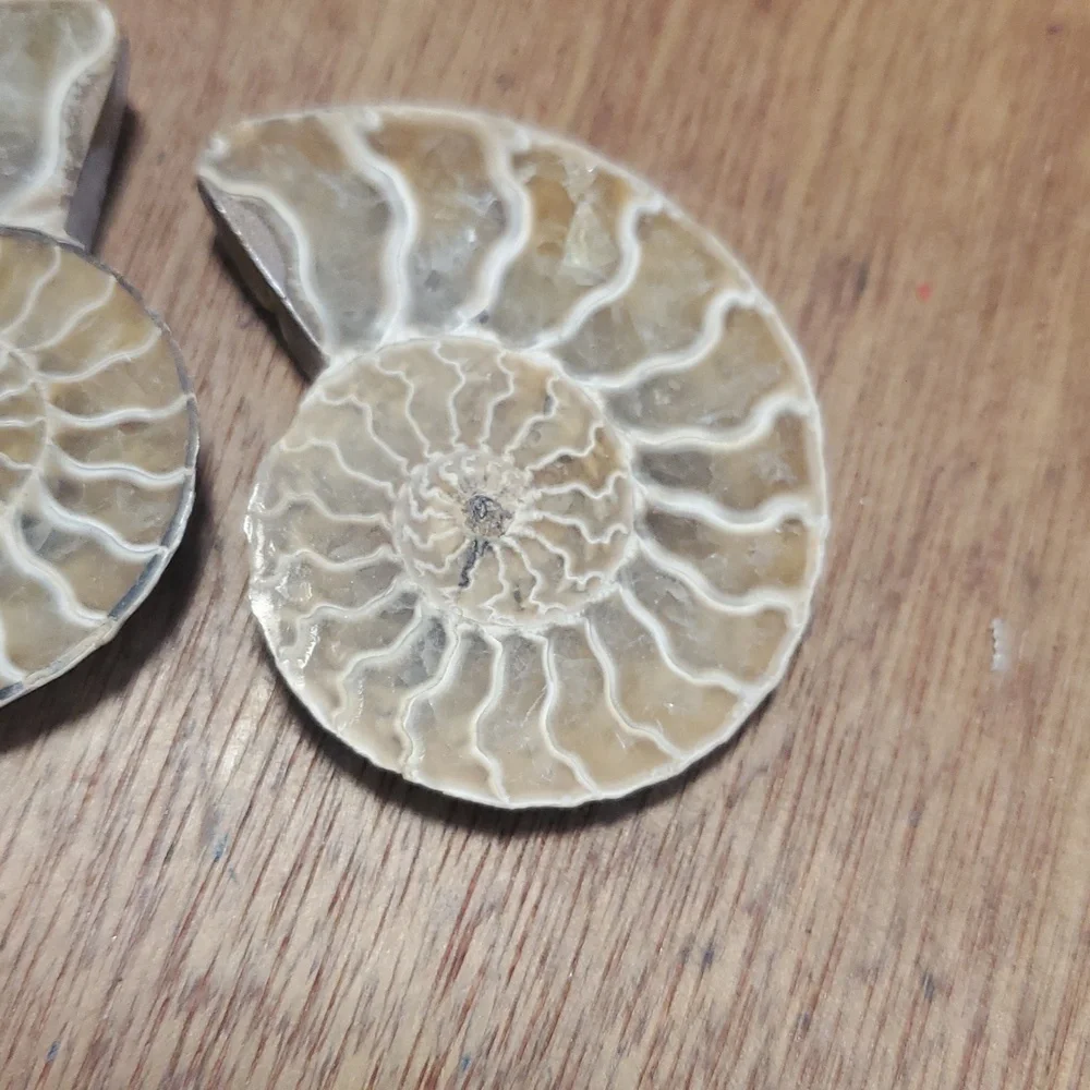 Ammonite Fossil Halves – Polished Interior GS